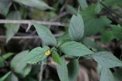 Sida rhombifolia subsp. rhombifolia
